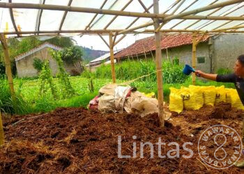 Bios 44 DC Sulap Kotoran Sapi Jadi Pupuk Organik Ramah Lingkungan