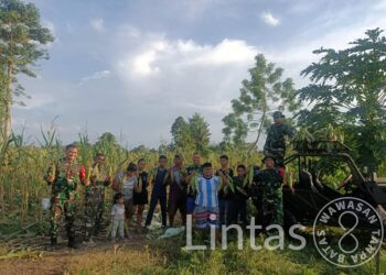 Aplikasikan Ketahanan Pangan, Satgas Organik Yonarhanud 3/YBY Panen Jagung Bersama Warga