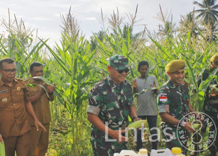 Brigjen TNI Kuat Budiman Panen Jagung Bersama Yon Arhanud 3/YBY, Masyarakat Sekaligus Bagikan BIOS 44 di Halmahera Utara