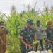 Brigjen TNI Kuat Budiman Panen Jagung Bersama Yon Arhanud 3/YBY, Masyarakat Sekaligus Bagikan BIOS 44 di Halmahera Utara