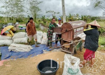 Bangun Kedekatan Dengan Warga, Babinsa Perigi Limus Tingkatkan Swasembada Pangan di Desa Binaannya