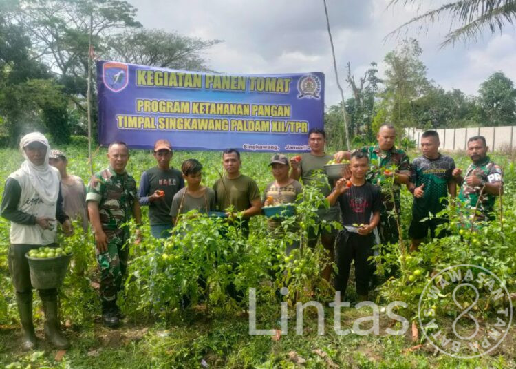 Manfaatkan Lahan Kosong, Tim Peralatan Singkawang Panen Tomat