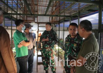 Apartemen Ayam, Solusi Peternak Milenial