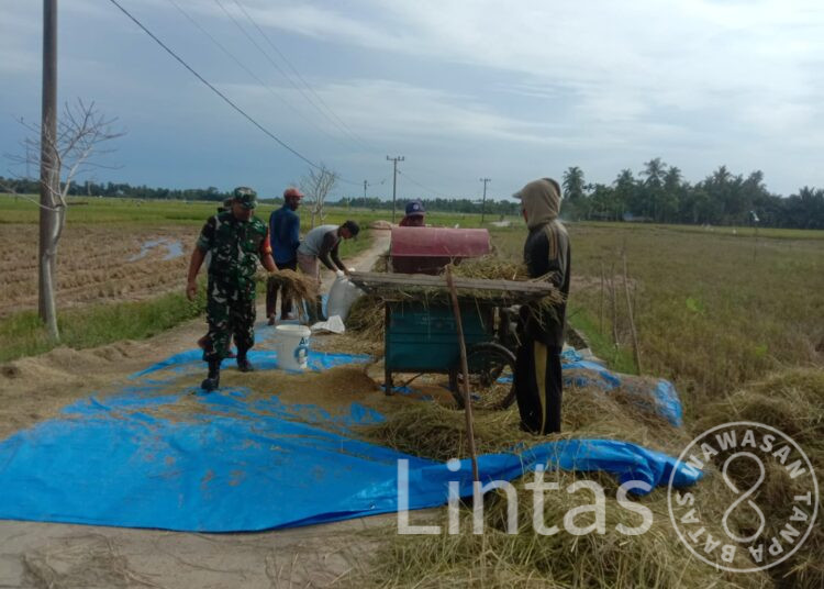 Tugas Mulia,Serda Agustinus Sujatmiko Babinsa Koramil 04/Plk Bantu Panen Padi Di Desa Binaan