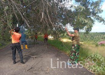 Gerak Cepat Babinsa Koramil 1204 – 01 / Kapuas dan Masyarakat atasi Pohon Tumbang