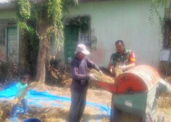 Babinsa Ramil 15/Plkb Bantu Petani Rontokkan Padi