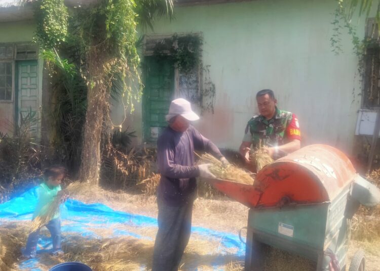 Babinsa Ramil 15/Plkb Bantu Petani Rontokkan Padi