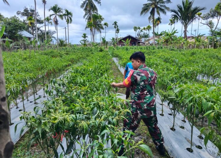 Babinsa Bantu Merawat Tanaman Cabai Milik Petani