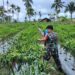 Babinsa Bantu Merawat Tanaman Cabai Milik Petani