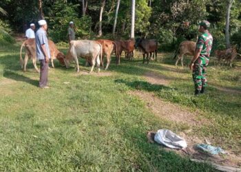 Monitoring Babinsa Koramil 07/Jlk Pada Peternakan Sapi di Desa Binaan