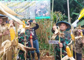 Kodim 0609/Cimahi, Panen Raya Jagung Menuju Ketahanan Pangan