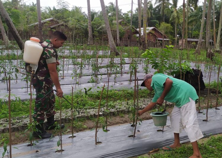 Serda Suyanto Babinsa Koramil 16/Peudawa Bantu Petani Semprot Tanam Cabai Di Desa Binaan