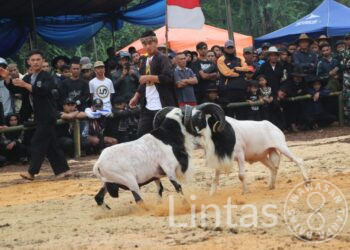 Dongkrak Ekonomi Masyarakat, Kodim 0610/Sumedang Gelar Seni Ketangkasan Domba