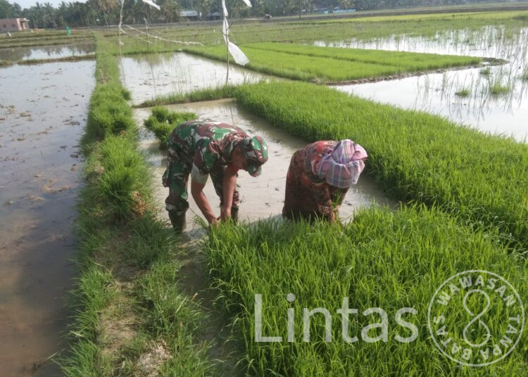 Babinsa Ramil 15/Plkb Bantu Petani “Daud” Bibit Padi