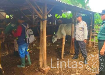 Menjelang Ramadhan, Dokter Hewan Bersama Babinsa Koramil 0811/04 Merakurak Gencarkan Vaksinasi Hewan Ternak