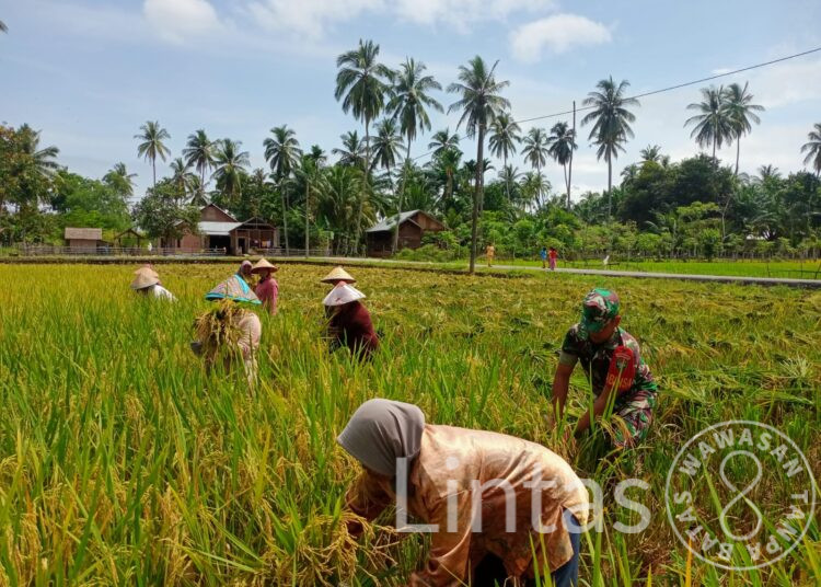 Pakai Arit, “Serda Jumadika Bantu Petani Panen Padi”.