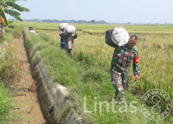 Babinsa Langsa Timur Bantu Petani Angkat Hasil Panen Padi