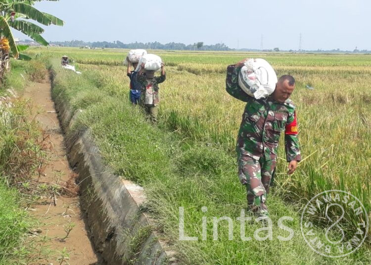 Babinsa Langsa Timur Bantu Petani Angkat Hasil Panen Padi