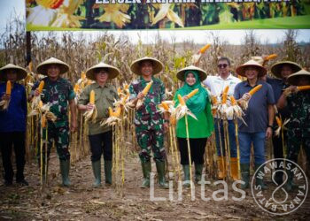 Dankodiklatad, Letjen TNI Arif Rahman, M.A. Menghadiri Panen Perdana Jagung PT. Mitra Tanam Sejahtera Seluas 400 Hektare