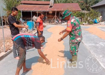 Dukung Swasembada Pangan, Babinsa Bantu Warga Keringkan Padi