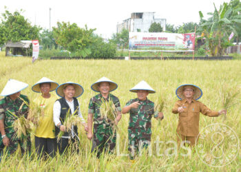 Jamin Ketersediaan Logistik Wilayah, Pangdam I/BB Panen Padi Bebas Pestisida Seluas 5.000 M²