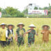 Jamin Ketersediaan Logistik Wilayah, Pangdam I/BB Panen Padi Bebas Pestisida Seluas 5.000 M²