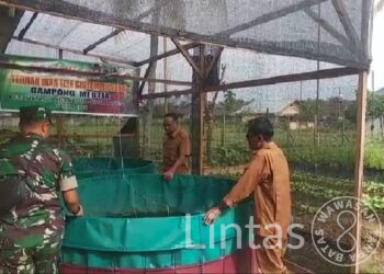Motivator Ketahanan Pangan Di Desa Binaaan, Kali Ini Babinsa Rejeki Fajar Terjun Ke Bioplog Lele