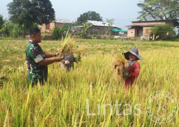 Musim Panen Tiba, Babinsa Yudi Epianto Berjibaku Di Tengah Sawah