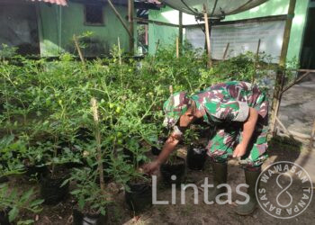 Manfaatkan Lahan, Anggota Koramil 0111/Pagelaran Tanam Tanaman Produktif