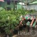Manfaatkan Lahan, Anggota Koramil 0111/Pagelaran Tanam Tanaman Produktif