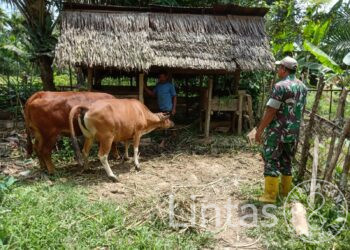 Monitoring Wilayah, Babinsa Okto Siswoyo Anjangsana Kepeternakan Sapi