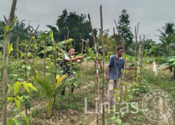 Beri Motivasi,Serda Suherman Mustafa Babinsa Koramil 05/Idr Membantu Merawat Tanaman Kacang Panjang Warga Binaan