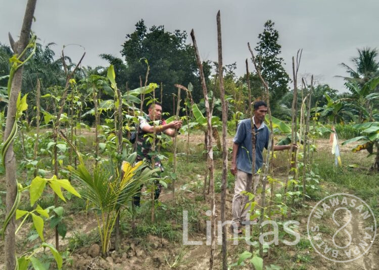 Beri Motivasi,Serda Suherman Mustafa Babinsa Koramil 05/Idr Membantu Merawat Tanaman Kacang Panjang Warga Binaan