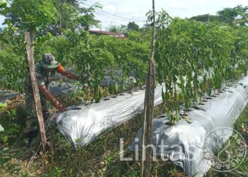 Dukung Peningkatan Perekonomian Warga Binaan, Babinsa Koramil 1710-07/Mapurujaya Tinjau Lahan Milik Kelompok Tani Binaan Dari Hasil Pemanfaatan Lahan Tidur