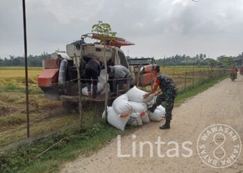 Dukung Peningkatan Hanpangan, Babinsa Aceh Timur Bantu Petani Panen Padi