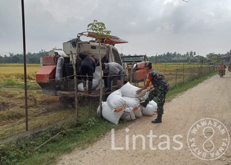 Dukung Peningkatan Hanpangan, Babinsa Aceh Timur Bantu Petani Panen Padi