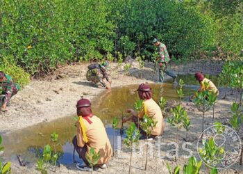 Lestarikan Alam Dan Hijaukan Pantai, Kodim 0421/LS Tanam Mangrove
