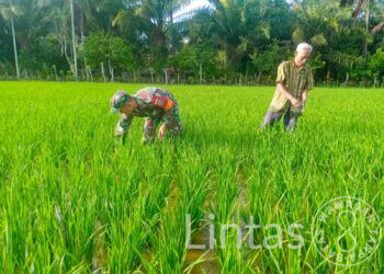 Serka Abdul Hakim : Penyiangan Sawah Penting Dilakukan Guna Jaga Kesuburan Padi