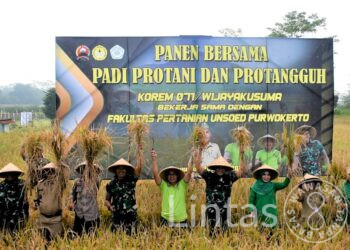 Sinergi Pentahelix Korem Wijayakusuma dan Faperta Unsoed Panen Perdana Padi Protani dan Protangguh Dukung Hanpangan Nasional