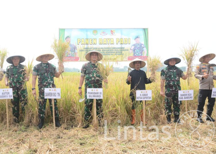 Pangdam III/Siliwangi Panen Raya Padi Demplot Bios 44 DC Di Cicalengka