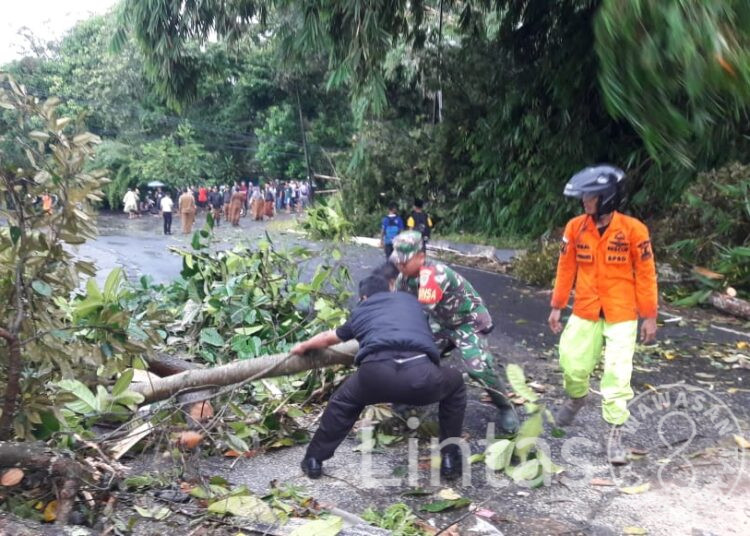 Berjibaku Ditengah Gerimis Hujan, Anggota Kodim 0601/Pandeglang Bantu Evakuasi Pohon Tumbang