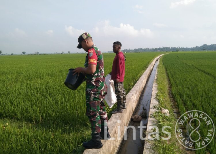 Jaga Pertumbuhan Padi Tetap Baik,Babinsa Koramil 21/Madat Bantu Petani Tabur Pupuk
