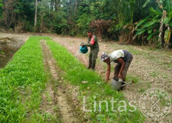 Hari Kedua Puasa, di Manfaatkan Babinsa Madat Dampingi Perawatan Kebun Sayuran