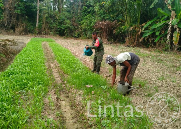 Hari Kedua Puasa, di Manfaatkan Babinsa Madat Dampingi Perawatan Kebun Sayuran