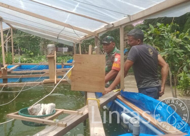 Sambangi Budidaya Udang Vaname, Ini pesan Babinsa