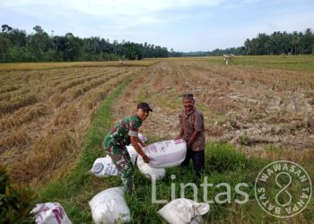Angkut Padi Hasil Panen, Koptu Ridwan : Kita Bantu Ringankan Pekerjaan Petani