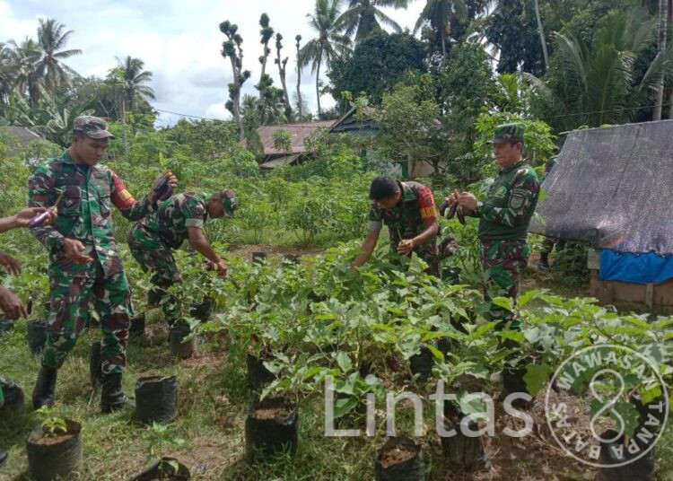 Dukung Program Pemerintah Ketahanan Pangan,Koramil 1417-06/Lawa Kodim Muna Gelar Panen Terong