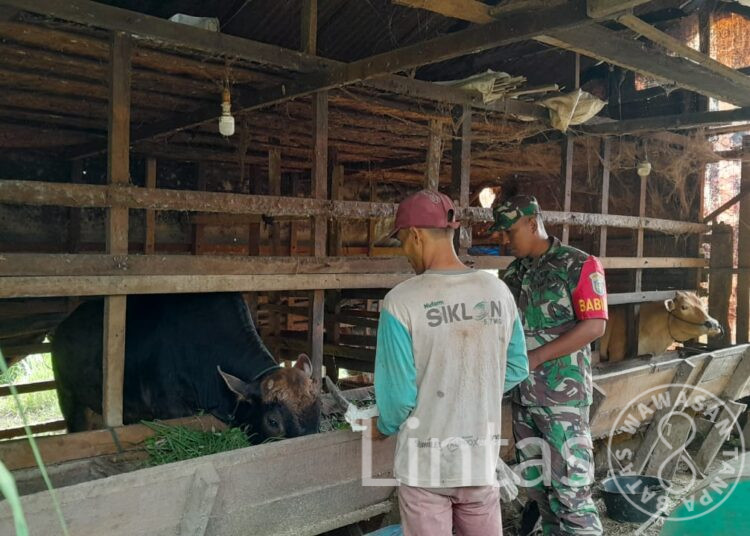 Jalin Silahturahmi, Serda Zumadil Babinsa Koramil 21/Madat Komsos Dengan Peternak Sapi Di Desa Binaan