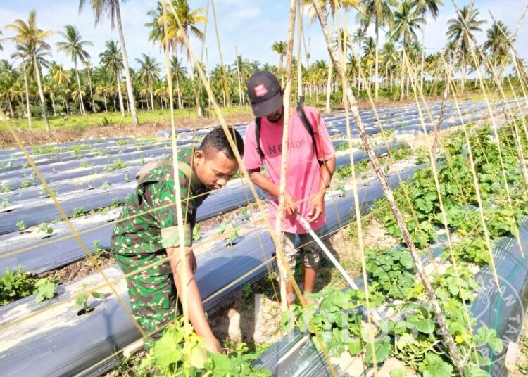 Babinsa Terus Dampingi Petani. “Agar Kebutuhan Buah Melon Di Kabupaten Aceh Timur Terpenuhi”.