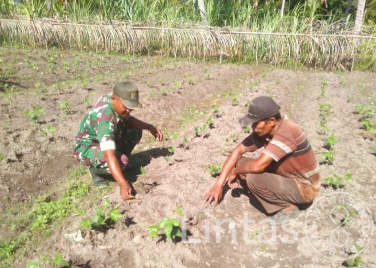 Babinsa Koramil 12/Sry Komsos Sekaligus Pendampingan Warga Petani Kacang Panjang